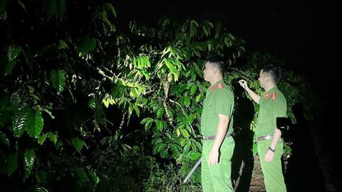 Cà phê chín rộ, nông dân Gia Lai vừa mừng, vừa lo