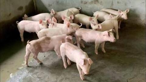 Giá heo hơi hôm nay 11/11/2025: Đồng loạt giảm 1.000 đồng/kg