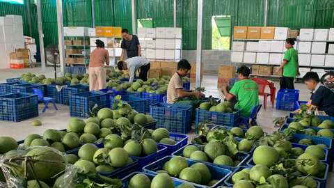 Khánh Hòa: Cây đặc sản vươn mình giữa đại ngàn