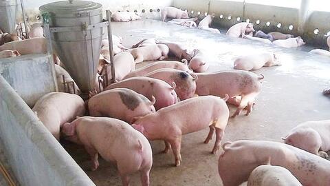 Giá heo hơi hôm nay 13/11/2025: Giảm rải rác ở miền Trung và miền Nam