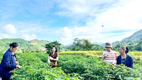 Hỗ trợ nông dân phục hồi sản xuất