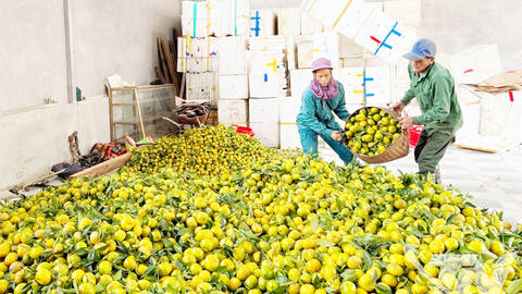 Ngọt lành vị quả, ấm no lòng người