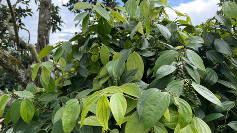 Giá tiêu hôm nay 15/11/2025: Phục hồi trở lại