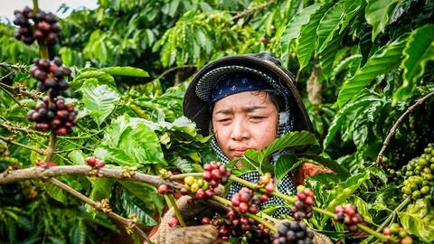 Bản tin nông sản hôm nay (15-11): Giá cà phê giảm nhẹ, giá hồ tiêu phục hồi