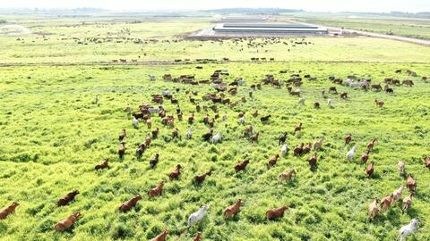 Gia Lai – Idaho (Mỹ) hợp tác phát triển bò thịt công nghệ cao