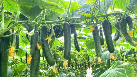 Áp lực 'kép' khiến thị trường rau biến động mạnh