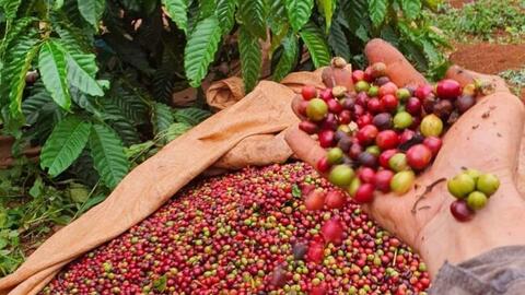 Giá cà phê Robusta tăng trở lại trước nguy cơ thiếu hụt nguồn cung