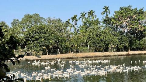 Nhân rộng mô hình chăn nuôi, nông dân vươn lên thoát nghèo