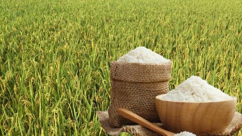 Giá lúa gạo hôm nay ngày 28/11: Thị trường lặng sóng