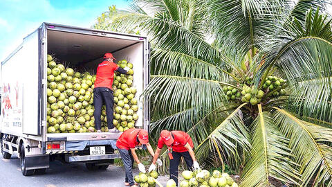 Liên kết để phát triển ngành dừa bền vững