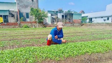 Gia Lai tất bật phục hồi sản xuất rau xanh phục vụ thị trường Tết