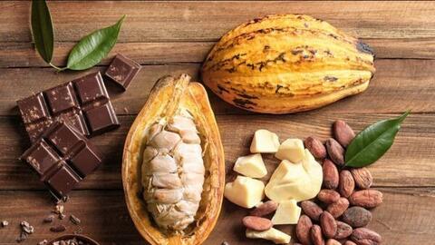 Giá ca cao giảm mạnh do lo ngại nguồn cung đã quay trở lại