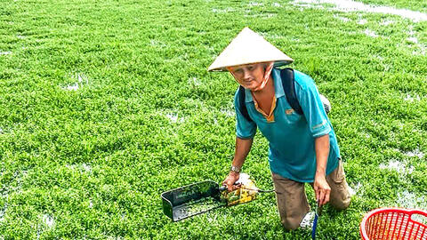 Thu nhập ổn định từ trồng rau đắng Nhật