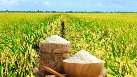 Giá lúa gạo hôm nay ngày 28/12 và tuần qua: Lúa tươi tăng đầu tuần