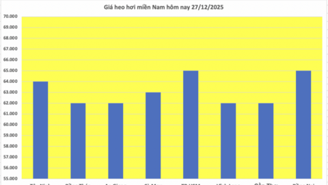 Giá heo hơi hôm nay 27/12/2025: Giảm nhiều nơi
