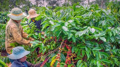 Bản tin nông sản hôm nay (31-12): Giá cà phê tăng mạnh