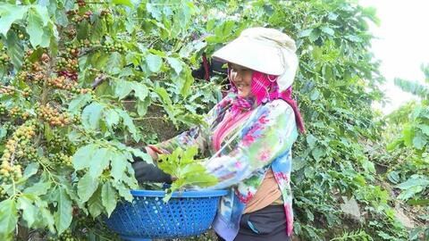 Mường Ảng: Làm giàu bền vững từ cây cà phê