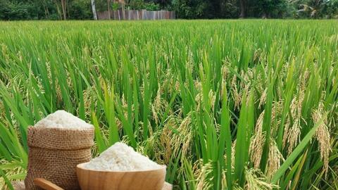 Giá lúa gạo hôm nay ngày 5/1/2026: Gạo xuất khẩu đảo chiều tăng