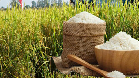 Giá lúa gạo hôm nay ngày 7/1/2026: Thị trường lặng sóng, giá ổn định