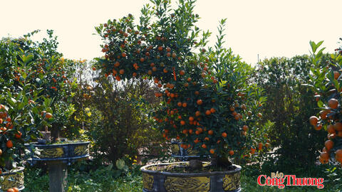 Quất gỗ lũa độc lạ giúp nhà vườn Tứ Liên ‘hái lộc’