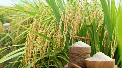 Giá lúa gạo hôm nay ngày 12/1/2026: Thị trường trầm lắng