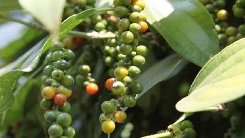 Bản tin nông sản hôm nay (15-1): Giá hồ tiêu ổn định, cà phê nhích nhẹ