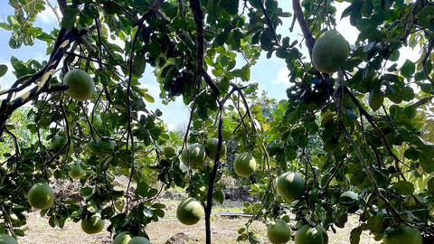 Bưởi da xanh Đồng Tháp tăng tốc vào vụ Tết 2026