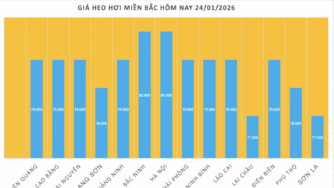 Giá heo hơi hôm nay 24/1/2026: Chạm mốc 80.000 đồng/kg