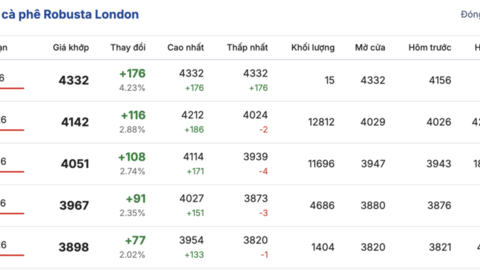 Giá cà phê hôm nay 26/1/2026: Neo cao, vượt ngưỡng 100.000 đồng/kg