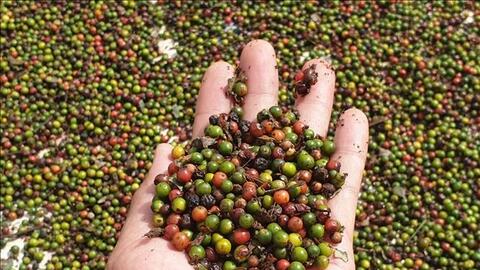 Bản tin nông sản hôm nay (25-1): Giá hồ tiêu chạm mốc 150.000 đồng