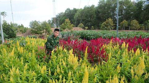 Sắc hoa xuân nơi biên giới Tây Ninh