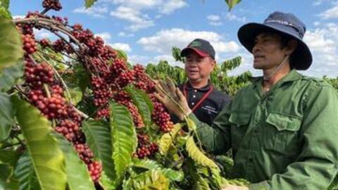 Giá cà phê hôm nay 27/1/2026: Tăng nhẹ tại Gia Lai