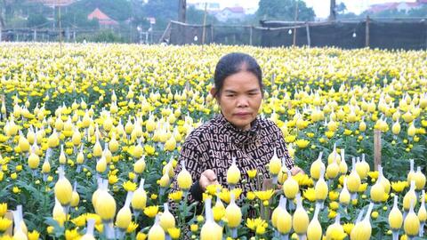 Giữ nhịp Tết trên cánh đồng hoa Tây Tựu