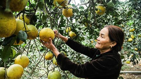 Giữ hương bưởi miền trung du Hà Tĩnh