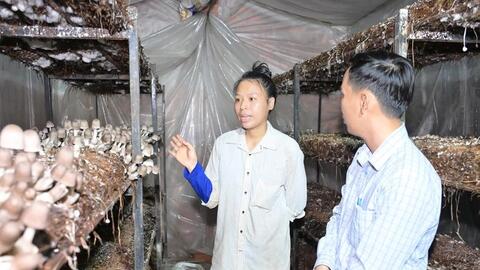 Nấm rơm sạch OCOP 3 sao đắt hàng dịp Tết