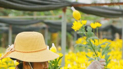 Làng hoa Tây Tựu chuẩn bị phục vụ Tết Bính Ngọ