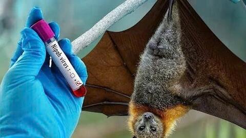 Không chủ quan trước virus Nipah