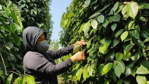 Giá tiêu hôm nay 6/2/2026: Giảm nhẹ tại TP. Hồ Chí Minh