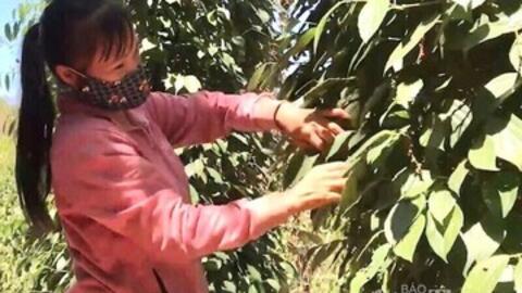 Giá tiêu hôm nay 9/2/2026: Dao động từ 148.000 - 150.500 đồng/kg