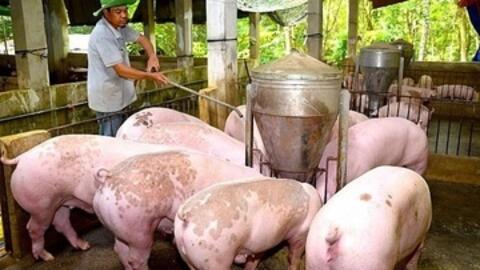 Giá heo hơi hôm nay 9/2/2026: Tiếp tục giảm nhiều nơi