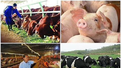 Chính sách mới: Siết chặt kiểm dịch động vật trên cạn