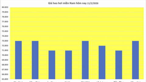 Giá heo hơi hôm nay 11/2/2026: Giảm đồng loạt trên cả nước