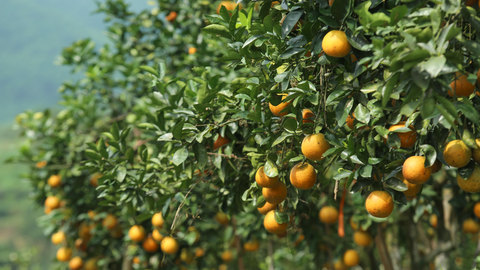 Nhộn nhịp 'thủ phủ' cam bù Hà Tĩnh những ngày giáp Tết