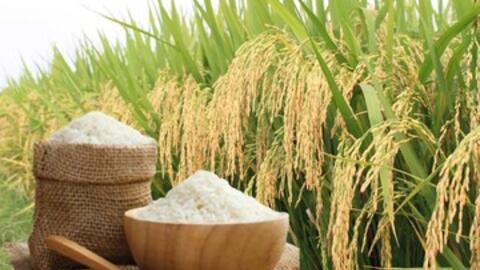 Giá lúa gạo hôm nay ngày 23/2/2026: Gạo xuất khẩu biến động nhẹ