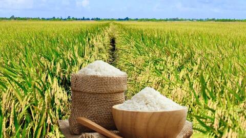 Giá lúa gạo hôm nay ngày 24/2/2026: Gạo xuất khẩu tăng giảm trái chiều