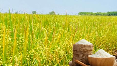 Giá lúa gạo hôm nay ngày 27/2/2026: Gạo Đài Thơm 8 tăng nhẹ