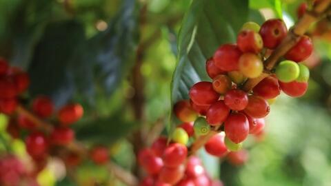 Bản tin nông sản hôm nay (2-3): Giá hồ tiêu giảm