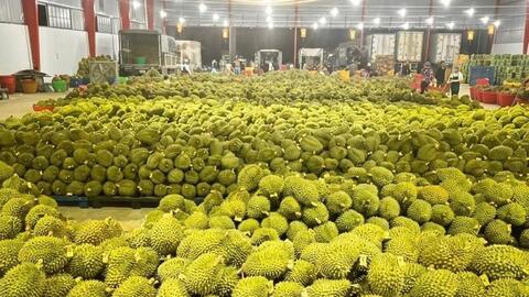 Hướng tới mốc 1 tỷ USD, sầu riêng siết chặt tiêu chuẩn chất lượng