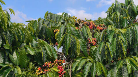 Giá cà phê hôm nay 4/3/2026: Phục hồi nhẹ