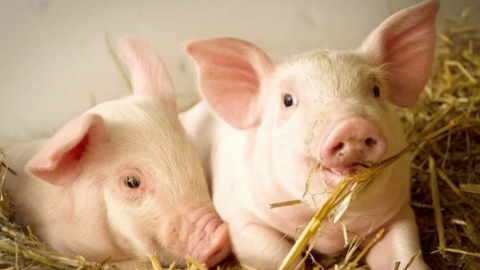 Giá heo hơi hôm nay 5/3/2026: Tiếp tục giảm nhiều nơi